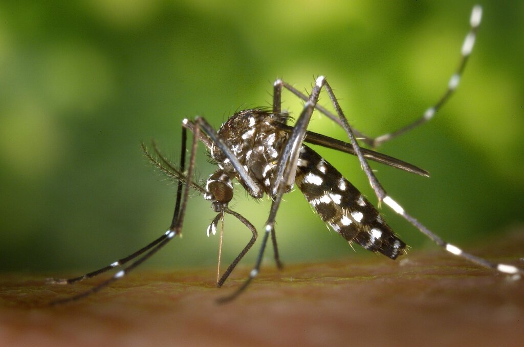 mosquito repellent spray bottle with chemical composition label close-up