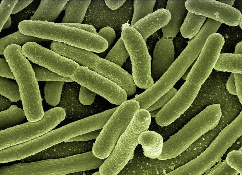 food waste decomposition bacteria illustration