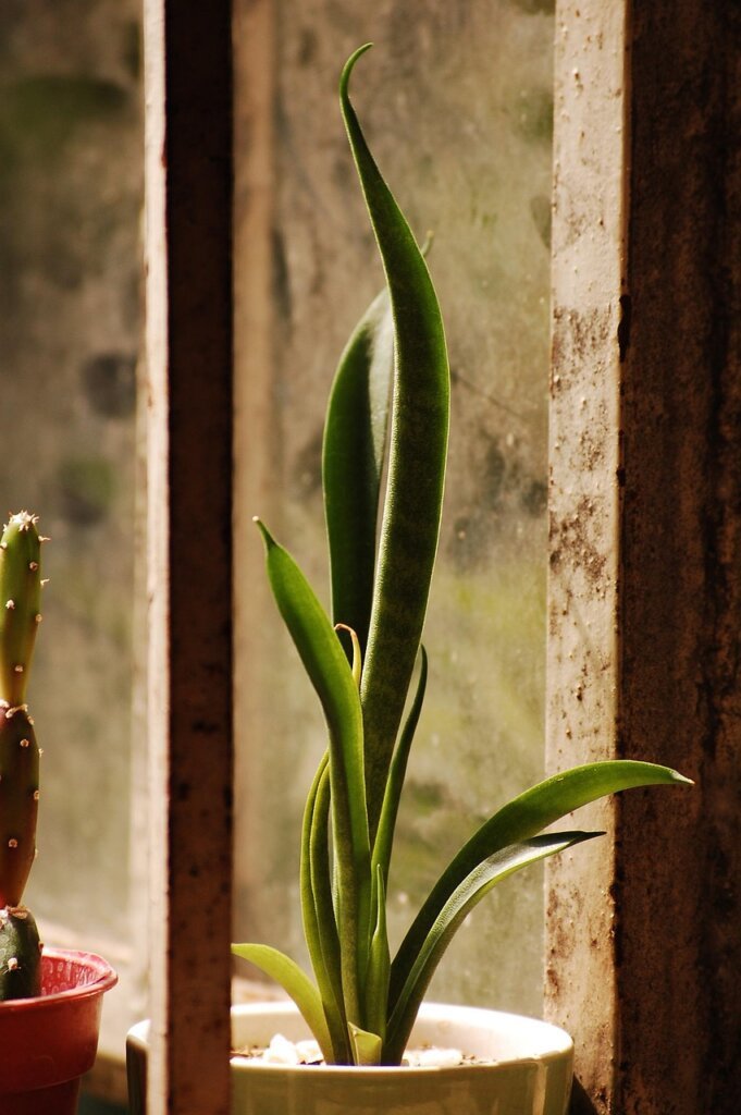 succulent plants and sansevieria on bright windowsill