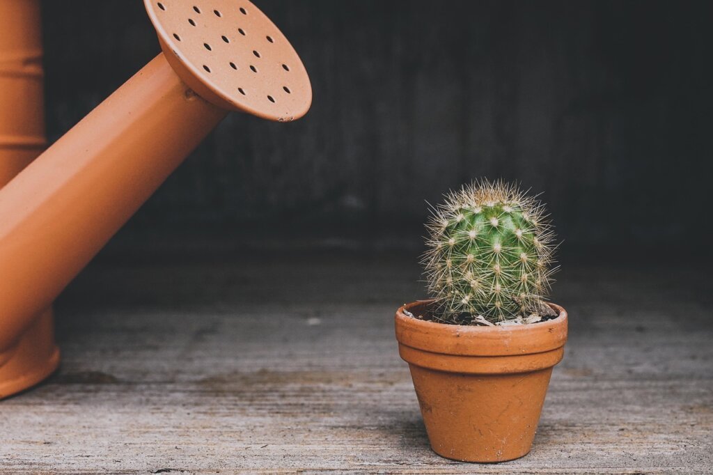 indoor plant with automatic watering device before business trip
