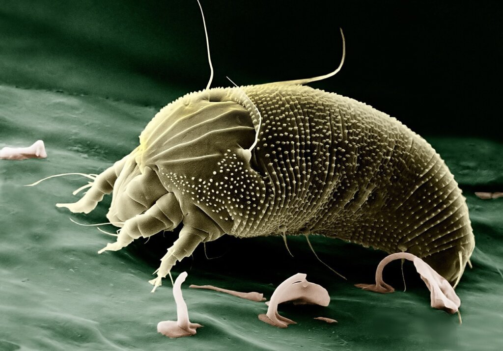dust mite microscope view on fabric surface