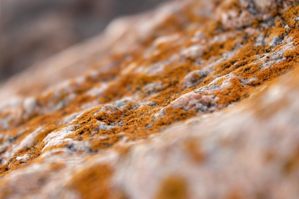 laundry room wall mold close up