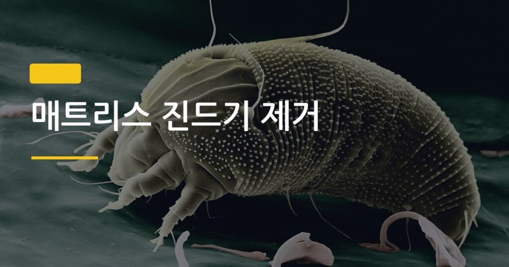 매트리스 진드기 제거, 집에서 할 수 있는 5가지 방법 효과 순위