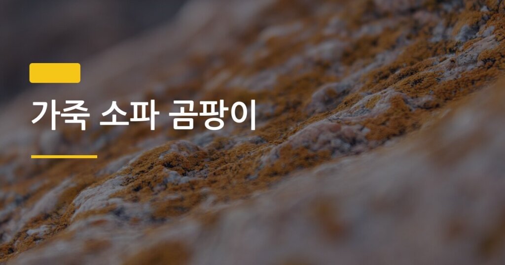 가죽 소파 곰팡이, 방치하면 소파 전체가 썩는다는 사실 알고 계셨나요