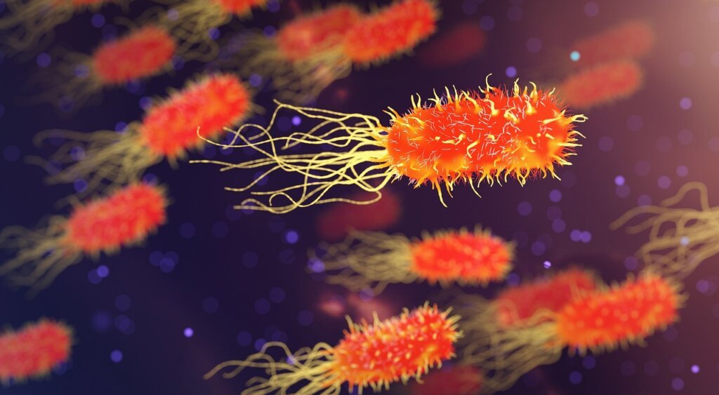bacteria on kitchen cloth under microscope
