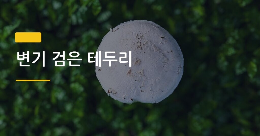 변기 검은 테두리, 청소해도 계속 생기는 진짜 원인과 완전 제거법